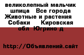 великолепный мальчик шпица - Все города Животные и растения » Собаки   . Кировская обл.,Югрино д.